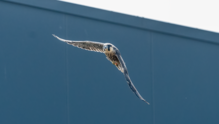First flight of the Peregrine Falcon